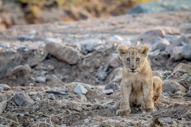 Kayalık bir nehir yatağı içinde oturan aslan yavrusu.