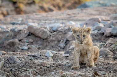 Kayalık bir nehir yatağı içinde oturan aslan yavrusu.