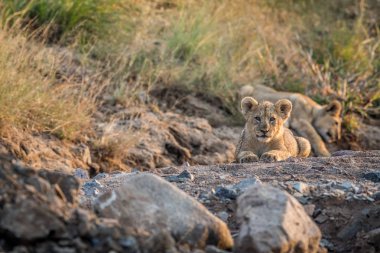 Kayalık bir nehir yatağı döşeme aslan yavrusu.