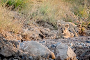 Kayalık bir nehir yatağı döşeme aslan yavrusu.
