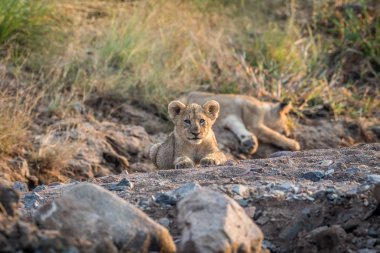 Kayalık bir nehir yatağı döşeme aslan yavrusu.