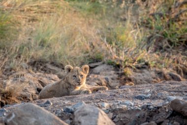 Kayalık bir nehir yatağı döşeme aslan yavrusu.
