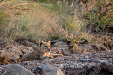 Kayalık bir nehir yatağı döşeme aslan yavrusu.