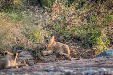 Kayalık bir nehir yatağı döşeme aslan yavrusu.
