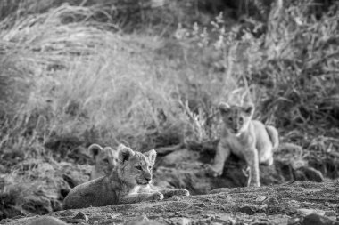 Kayalık bir nehir yatağı döşeme üç aslan yavruları.
