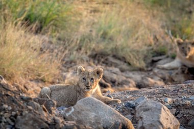 Kayalık bir nehir yatağı döşeme aslan yavrusu.