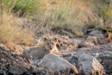 Kayalık bir nehir yatağı döşeme aslan yavrusu.