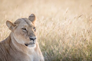Yan profil Chobe içinde aslan.