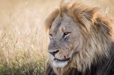 Büyük erkek aslan Chobe içinde yakın çekim.