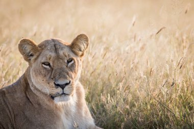 Dişi aslan kameraya yıldızı.
