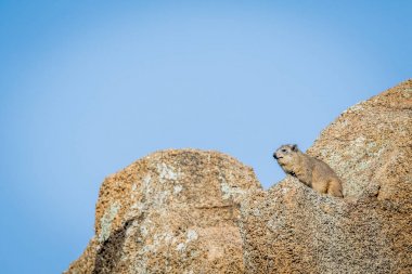 Rock güneşin tadını çıkarma yaban faresi.
