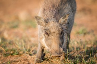 Bir yeme Warthog yakın çekim.