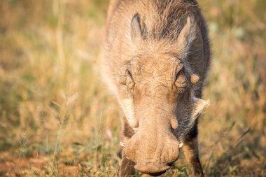 Bir yeme Warthog yakın çekim.