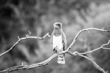 Bir dal üzerinde oturan siyah göğüslü yılan kartalı.