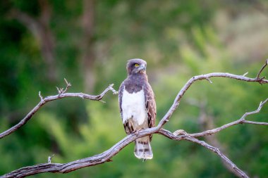 Bir dal üzerinde oturan siyah göğüslü yılan kartalı.