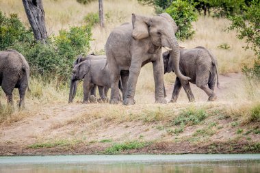 Sürüsü çimenlerde ayakta.