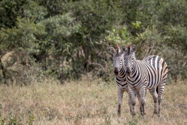 İki zebralar kameraya yıldızı.