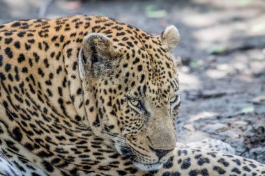 Yan profil erkek bir leopar.