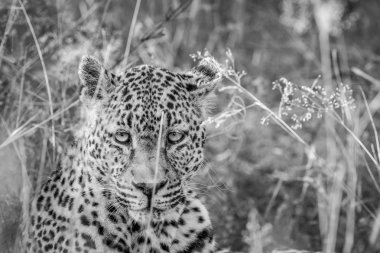 Çimlerin arasında oynadığı leopar.