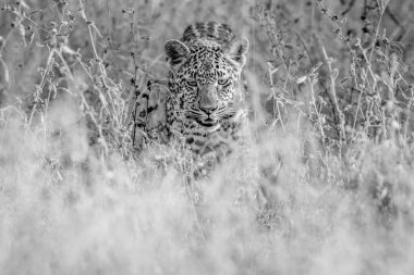 Kameranın doğru yürüyüş leopar.