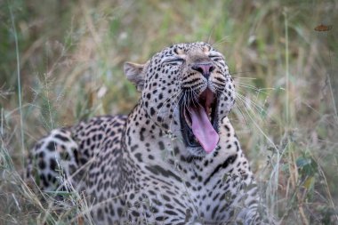 Kruger esneme büyük erkek leopar.