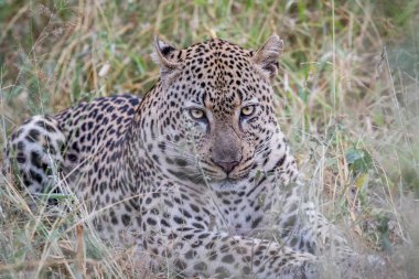 Çim döşeme büyük erkek leopar.