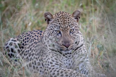 Çim döşeme büyük erkek leopar.