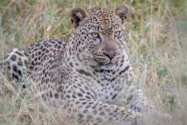 Çim döşeme büyük erkek leopar.