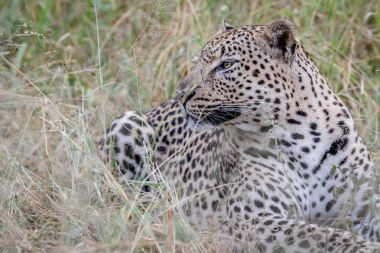 Çim döşeme büyük erkek leopar.