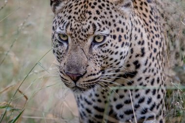 Yan profil içinde Kruger leoparı.