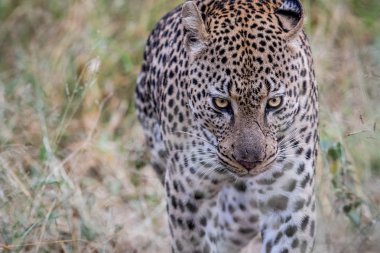 Kameranın doğru yürüyüş leopar.