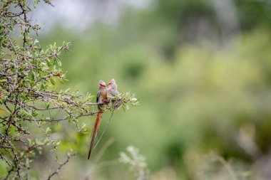 İki kırmızı yüzlü mousebirds bağ.