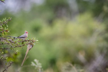 Bir dal üzerinde oturan kırmızı yüzlü mousebird.