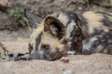 Afrika yaban köpeği kuma döşeme.