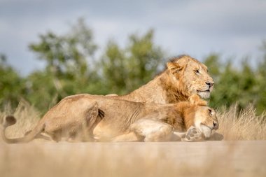 İki genç erkek aslanlar Kruger içinde yapıştırma.