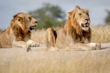 İki genç erkek aslan kardeşler Kruger.