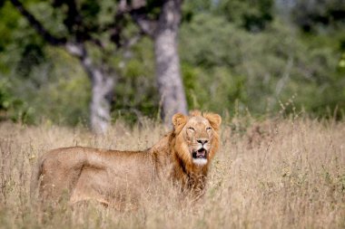 Genç erkek aslan duran yüksek çim.