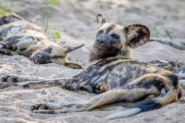 Kuma döşeme ve seyir Afrika yaban köpeği.