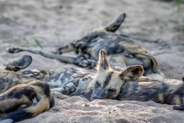 Kuma döşeme Afrika vahşi köpek sürüsü.