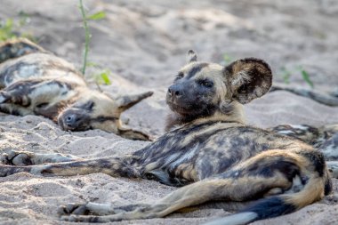 Kuma döşeme ve seyir Afrika yaban köpeği.