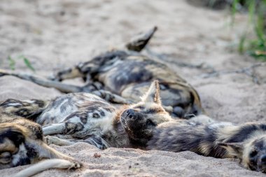 Afrika yaban köpeği kuma uyku.