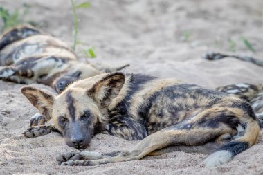 Afrika yaban köpeği kuma döşeme.