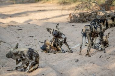 Kum Afrika vahşi köpek sürüsü.