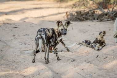 Kum Afrika vahşi köpek sürüsü.