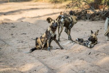 Kum Afrika vahşi köpek sürüsü.