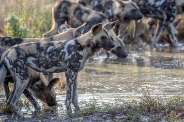 İçme Afrika vahşi köpek sürüsü.