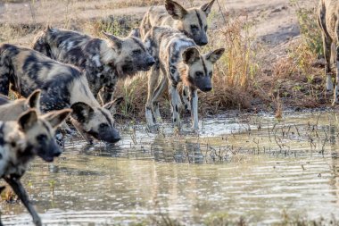 İçme Afrika vahşi köpek sürüsü.
