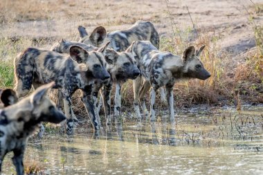 İçme Afrika vahşi köpek sürüsü.