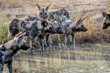 İçme Afrika vahşi köpek sürüsü.