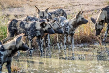 İçme Afrika vahşi köpek sürüsü.